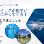 もうすぐ沖縄の海にクジラの親子がやってくる！